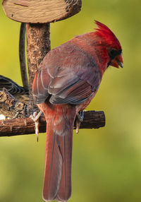 Close-up of bird perching on wood