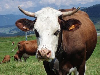 Portrait of cow on field