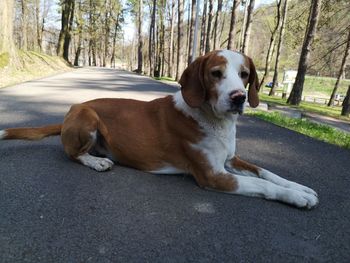 Dog sitting on road