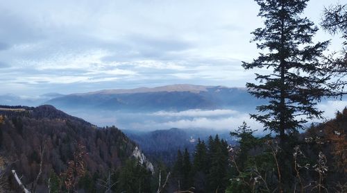 Panoramic view of trees and mountains against sky