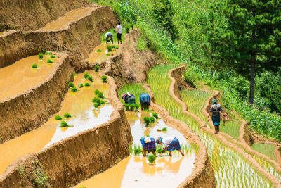 High angle view of farmers working on terraced field