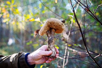 Close-up of hand holding mushroom