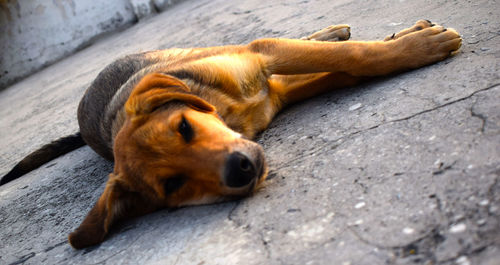 High angle view of dog lying down
