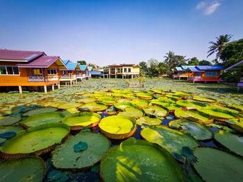 Water lilies and leaves in lake against sky