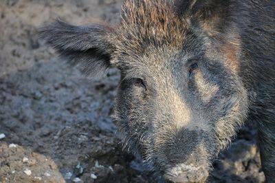 Portrait of wild boar on field