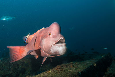 Close-up of fish swimming in sea