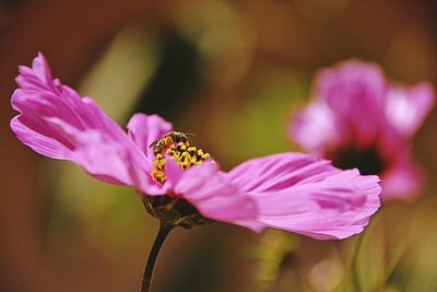Close-up of bee on pink flower