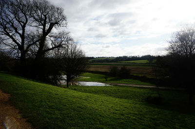 Trees on grassy field against cloudy sky