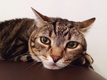 Close-up portrait of cat