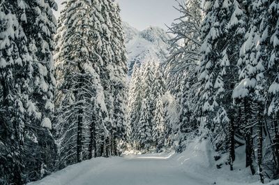 Snow covered road amidst trees in forest during winter