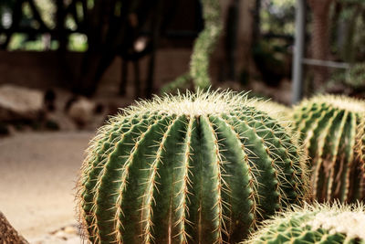 Close-up of plant