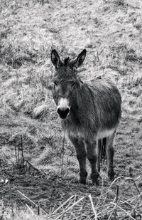 Portrait of sheep on field