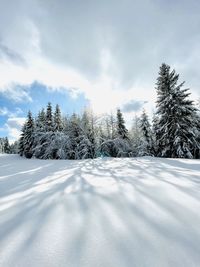 Pine trees on snow covered land against sky