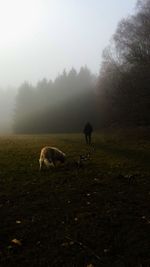 Sheep on snow covered landscape against sky
