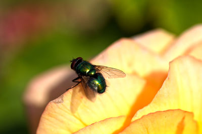 Close-up of fly on flower