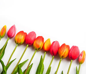 Close-up of flowering plants against white background