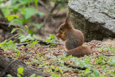 Squirrel on rock
