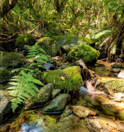 Scenic view of river amidst trees in forest