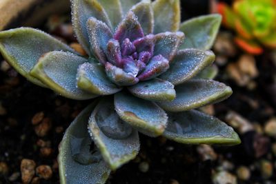 Close-up of flower against blurred background
