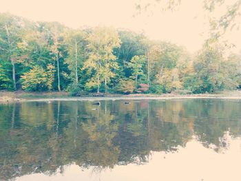 Reflection of trees in water