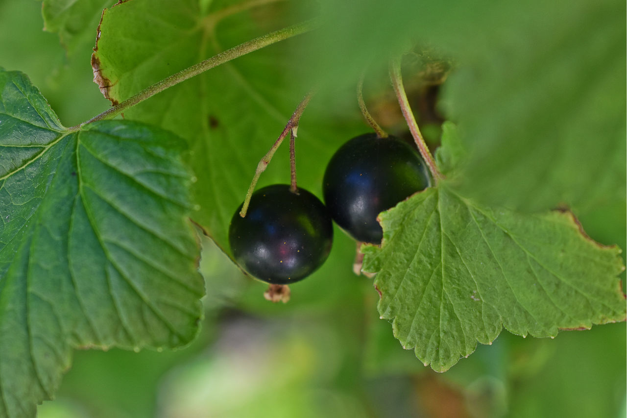 fruit, leaf, healthy eating, food, freshness, growth, green color, close-up, focus on foreground, ripe, nature, tree, red, plant, berry fruit, selective focus, growing, day, stem, outdoors, beauty in nature, no people, green, organic, twig