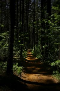 Pathway along trees in forest