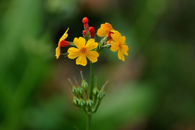 Close-up of yellow flowering plant