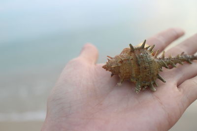 Close-up of hand holding leaf