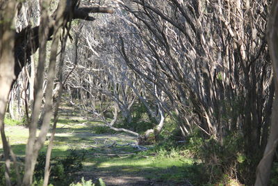 Trees in forest