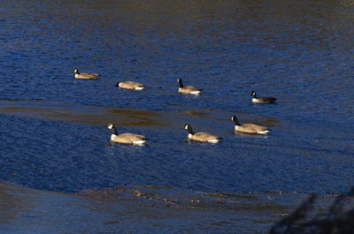 Birds in water