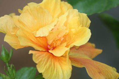 Close-up of yellow flower blooming outdoors