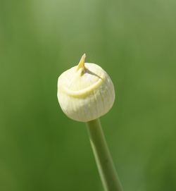 Close-up of yellow flower bud