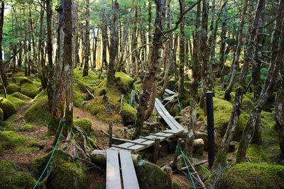 Trees in forest