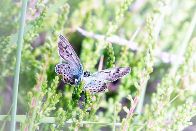 Close-up of butterfly on flower