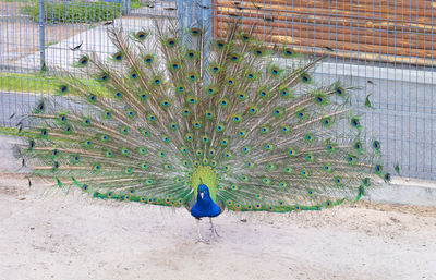 peacock