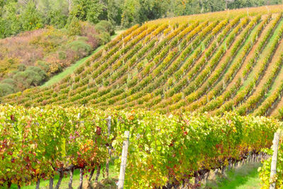 Vineyard against sky