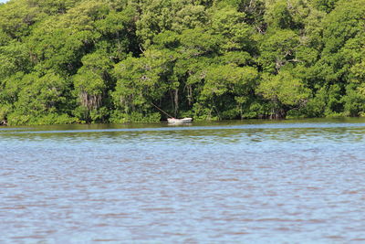 Ducks swimming in river against trees in forest