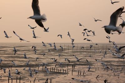 Flock of seagulls flying over sea