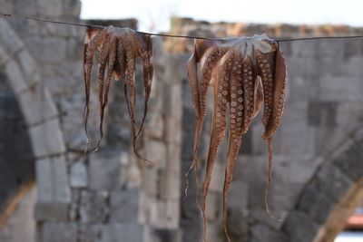 Close-up of dried plant for sale