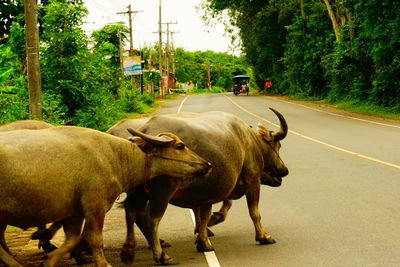 View of cows on road