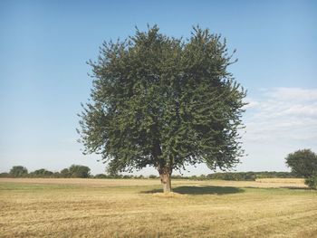 Trees growing on field against sky