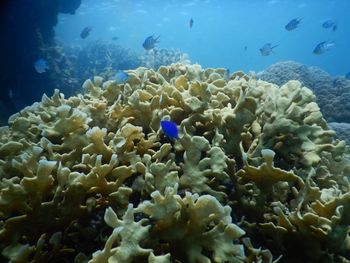 Fish swimming in sea