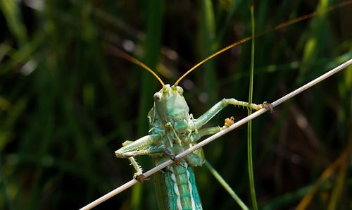 Close-up of dragonfly