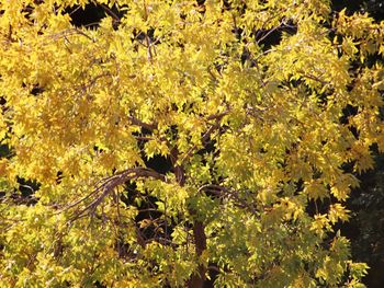 High angle view of yellow flowering plants