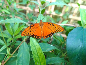 Gulf fritillary 