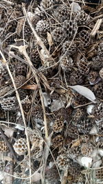 High angle view of dried plant on field