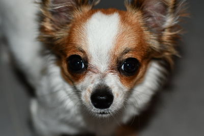 Close-up portrait of a dog