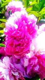 Close-up of pink flowering plant