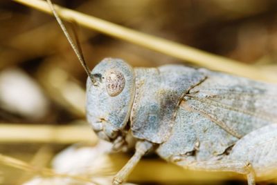 Close-up of grasshopper 