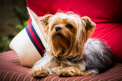 Dog sitting on red blanket